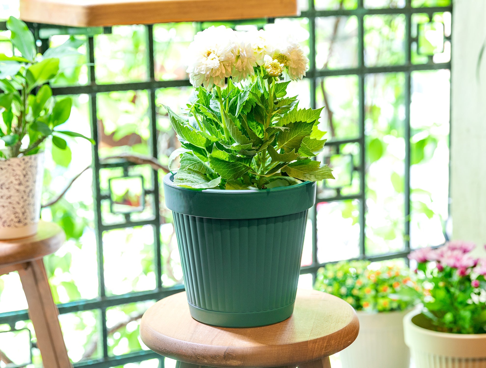 Jolie Flowerpot 3750 Ml - Madame Coco JO