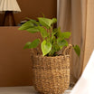 Olivia Wicker Basket 25cm - Madame Coco JO